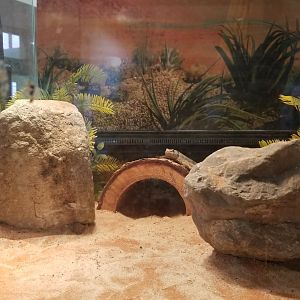 Staten Island Zoo - Mottled rock rattlesnake