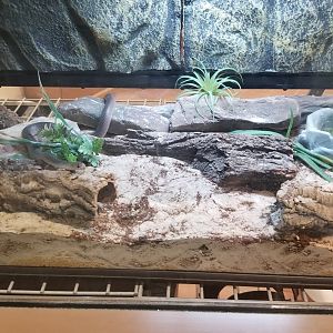 Staten Island Zoo - Rufous beaked snake