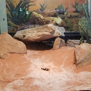 Staten Island Zoo - Querétaro dusky rattlesnake