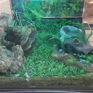 Staten Island Zoo - Dusky pygmy rattlesnake