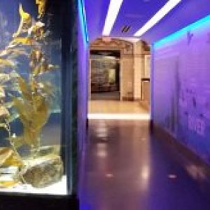 Staten Island Zoo - Panorama of all 4 fish tanks that form a circle