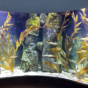 Staten Island Zoo - Pacific kelp forest tank