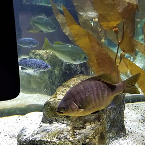 Staten Island Zoo - Blue rockfish, black surfperch, ID? third fish