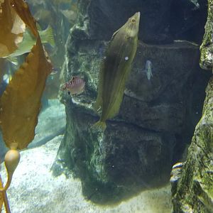 Staten Island Zoo - giant kelpfish