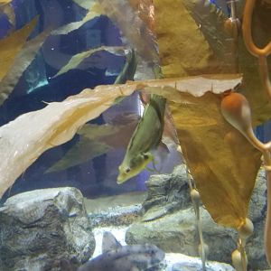 Staten Island Zoo - Giant kelpfish, horn shark