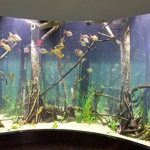 Staten Island Zoo - Asian River tank