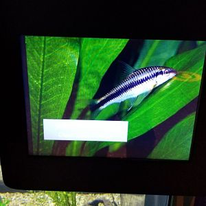 Staten Island Zoo - ID? Species name didn't come out on sign photo.