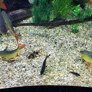Staten Island Zoo - Clown loach, bala shark, angelicus loach, red-tailed tinfoil barb