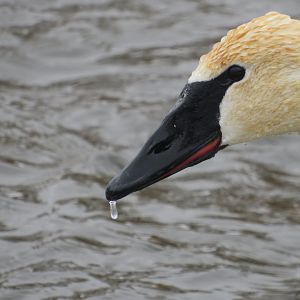 Trumpeter swan