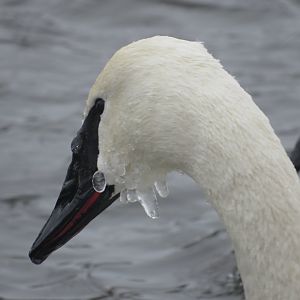 Trumpeter Swan sporting the icicle look