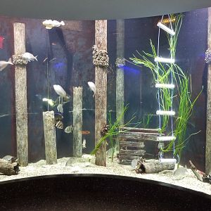 Staten Island Zoo - Atlantic Coast tank