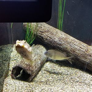 Staten Island Zoo - Striped burrfish, ? fish