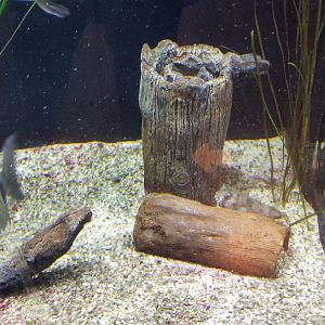 Staten Island Zoo - ID?