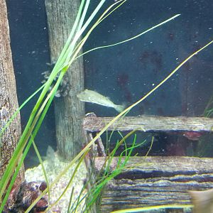 Staten Island Zoo - Winter flounder