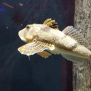 Staten Island Zoo - Sea robin