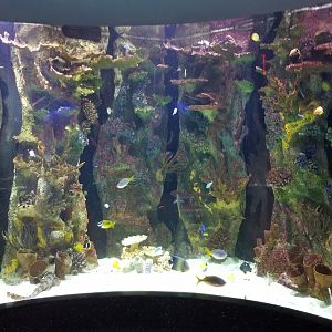 Staten Island Zoo - Coral Reef tank