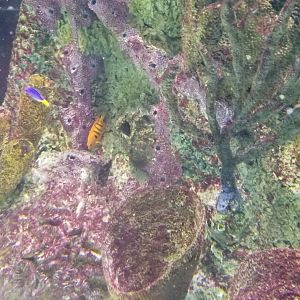 Staten Island Zoo - Flame angelfish, azure damselfish