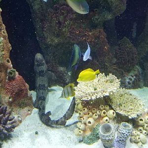 Staten Island Zoo - Coral reef tank