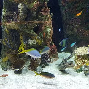 Staten Island Zoo - Coral Reef tank