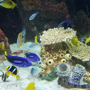 Staten Island Zoo - Coral Reef tank