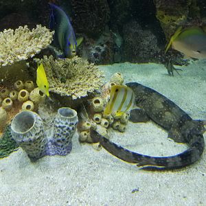 Staten Island Zoo - Coral Reef tank