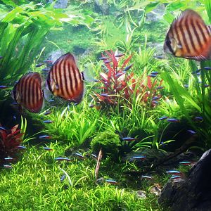 Amazon Flooded Forest - Discus