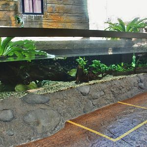 Elephantnose Fish exhibit