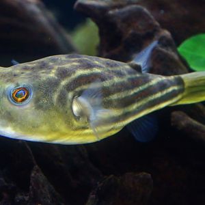 Fahaka Pufferfish