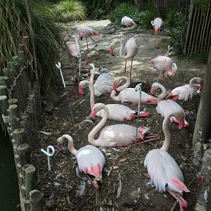 Greater flamingo flock (with three week old chick)