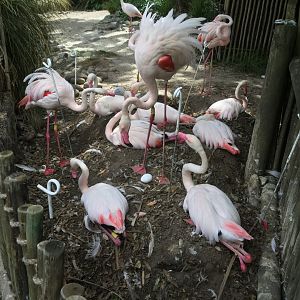 Greater flamingo (egg hatching)