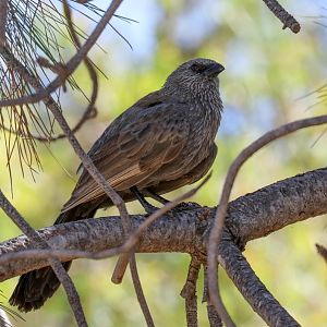 Apostlebird