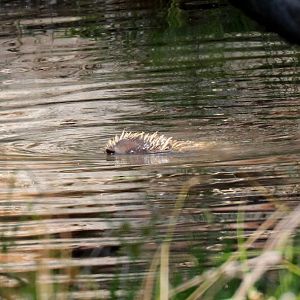 Echidna swimming