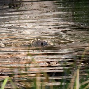 Echidna swimming