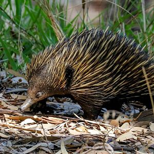 Echidna
