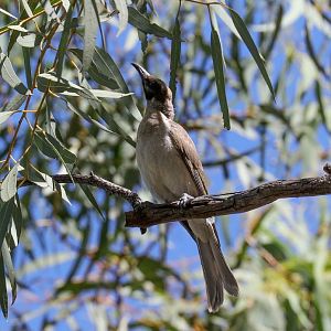 Little Friarbird