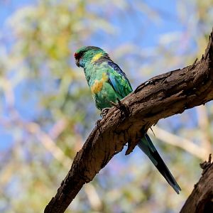 Mallee Ringneck
