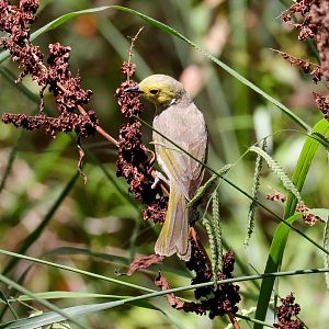 White-plumed Honeyeater