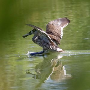 Pink-eared Duck