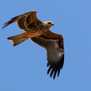 Black Kite