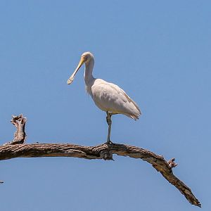 Yellow-billed Spoonbill