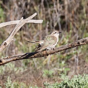 Horsfield's Bronze-Cuckoo
