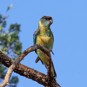 Mallee Ringneck