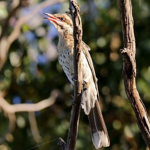 Spiny-cheeked Honeyeater