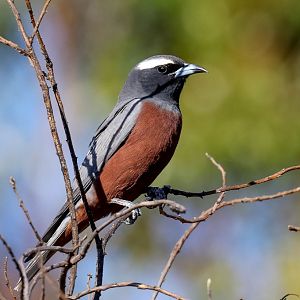White-browed Woodswallow