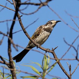 White-fronted Honeyeater