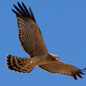 Spotted Harrier