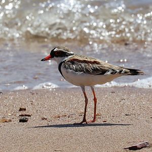 Black-fronted Dotterel