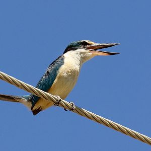 Sacred Kingfisher