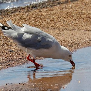 Silver Gull