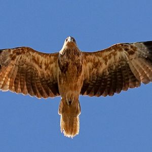Whistling Kite